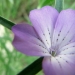 Caryophyllaceae > Agrostemma githago - Nielle des blés