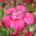 Caryophyllaceae > Dianthus deltoides - Oeillet à delta