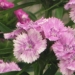 Caryophyllaceae > Dianthus barbatus - Oeillet barbu