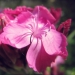 Caryophyllaceae > Dianthus carthusianorum - Oeillet des chartreux