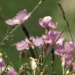 Caryophyllaceae > Dianthus sylvestris - Oeillet des rochers
