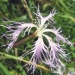 Caryophyllaceae > Dianthus superbus - Oeillet superbe
