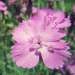 Caryophyllaceae > Dianthus gratianopolitanus - Oeillets de Grenoble