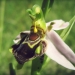 Orchidaceae > Ophrys apifera - Ophrys abeille