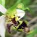 Orchidaceae > Ophrys apifera var. curviflora - Ophrys abeille
