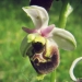 Orchidaceae > Ophrys holosericea - Ophrys bourdon