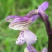 Orchidaceae > Anacamptis morio - Orchis bouffon