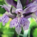 Orchidaceae > Dactylorhiza fuchsii - Orchis de Fuchs