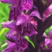 Orchidaceae > Dactylorhiza majalis - Orchis de mai
