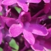 Orchidaceae > Anacamptis pyramidalis var. tanayensis - Orchis de Tanay
