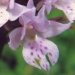 Orchidaceae > Traunsteinera globosa - Orchis globuleux
