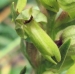 Orchidaceae > Dactylorhiza viridis - Orchis grenouille
