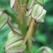 Orchidaceae > Orchis anthropophora - Orchis homme-pendu