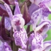 Orchidaceae > Dactylorhiza incarnata - Orchis incarnat
