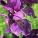 Orchidaceae > Orchis mascula - Orchis mâle