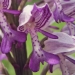 Orchidaceae > Orchis militaris - Orchis militaire