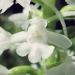 Orchidaceae > Gymnadenia conopsea - Orchis moucheron blanc