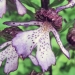 Orchidaceae > Orchis purpurea - Orchis pourpre