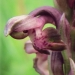 Orchidaceae > Anacamptis coriophora - Orchis punaise