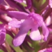Orchidaceae > Anacamptis pyramidalis - Orchis pyramidal