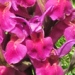 Orchidaceae > Dactylorhiza sambucina - Orchis sureau