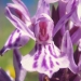 Orchidaceae > Dactylorhiza maculata - Orchis tacheté