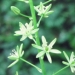 Liliaceae > Ornithogalum pyrenaicum - Ornithogale des Pyrénées
