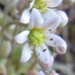 Crassulaceae > Sedum dasyphyllum - Orpin à feuilles épaisses