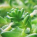 Crassulaceae > Sedum acre - Orpin âcre