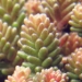 Crassulaceae > Sedum sexangulare - Orpin doux