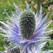 Apiaceae > Eryngium alpinum - Panicaut des Alpes