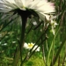 Asteraceae > Bellis perennis - Pâquerette