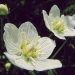 Parnassiaceae > Parnassia palustris - Parnassie des marais