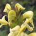 Orobanchaceae > Pedicularis ascendens - Pediculaire de barrelier