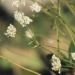 Apiaceae > Astrantia minor - petite Astrance