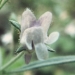 Scrophulariaceae > Chaenorrhinum minus - petite Linaire