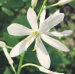Asparagaceae > Anthericum liliago - Phalangère à fleurs de lis