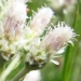 Asteraceae > Antennaria dioica - Pied-de-chat dioique