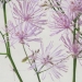 Ranunculaceae > Thalictrum aquilegiifolium - Pigamon à feuilles d'Ancolie