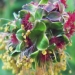 Rosaceae > Sanguisorba minor - petite Pimprenelle