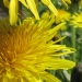 Asteraceae > Taraxacum officinale - Pissenlit