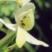 Orchidaceae > Platanthera bifolia - Platanthère à deux feuilles