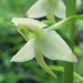Orchidaceae > Platanthera chlorantha - Platanthère à fleurs verdâtres