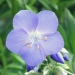 Polemoniaceae > Polemonium caeruleum - Polémoine bleue
