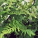 Polypodiaceae > Polypodium vulgare - Polypode commun