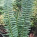 Dryopteridaceae > Polystichum x illyricum - Polystic d'Illyrie