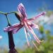 Asteraceae > Prenanthes purpurea - Prénanthe pourpre