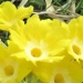 Primulaceae > Primula auricula - Primevère auricule
