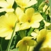 Primulaceae > Primula eliator - Primevère élevée