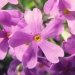 Primulaceae > Primula farinosa - Primevère farineuse